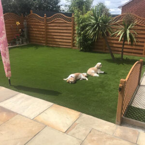 Pet-Friendly Artificial Turf2 - Greenest