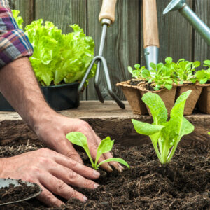 Planting Las Vegas - Greenest