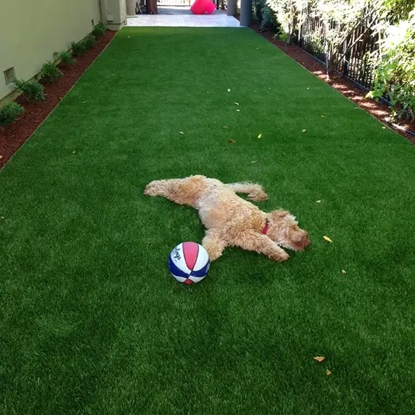 Reasons to Choose Dog Runs Turf Installation - Greenest